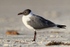 Laughing Gull standing on beach, Fort De Soto, Florida