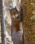 No.0043. Wandlebury Squirrel
