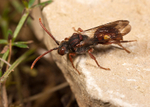Nomada hirtipes (f)