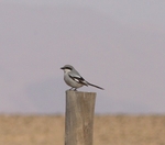 Southern Grey Shrike
