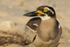 Beach Stone-curlew