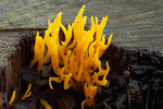 Calocera
