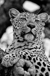 Curious cat in Marula tree