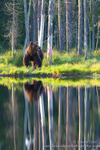 European Brown Bear in taiga forest