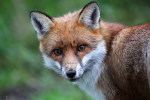 Red Fox Warning_ AGTO108