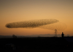 Starling Murmuration, Gretna green, on the way home