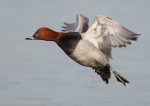 Pochard