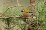 Firecrest perched in a pine tree on Brownsea Island
