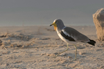 White-crowned Lapwing
