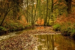 Autumn Reflections