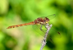 Common Darter