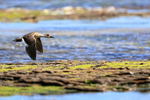 Crested Duck flying, Carcass Island, Falklands