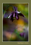 Aquilegia atrata