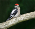 Great Spotted Woodpecker Juvenile