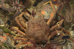 Hyas araneus