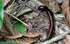Male millipede