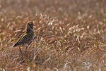 Golden Plover