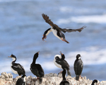 Imperial Shag arriving at colony, Cape Bougainville, Falklands