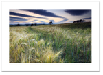 Ox eye and Striped Sky ♦ CROMBIE