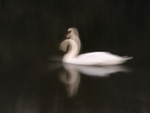 swan, Llyn Padarn