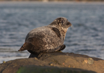 Common Seal - Phoca vitulina RPNP0042