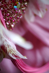 Flowers Set 08 - 51