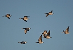 Barnacle Geese
