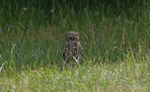 Little Owl