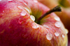 Apple - 5364