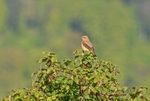 Northern Wheatear