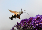 Humming Bird Hawk Moth