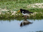 Oystercatcher
