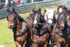 Marlie 11 Horse Draft Team 5. 0A3A9154