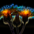 Psychedelic Devil's Paintbrush