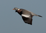 Wood Pigeon