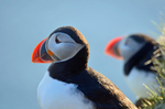 Puffin