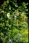 Linnea's Garden 6