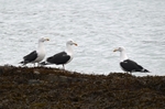 Great Black-backed Gulls