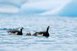 Barnacle Geese swimming on lagoon, Jokulsarlon, Iceland