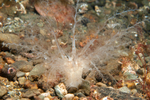 Neopentadactyla mixta