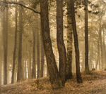 Print - Gold - Jan Sullivan - Birch among the Pines