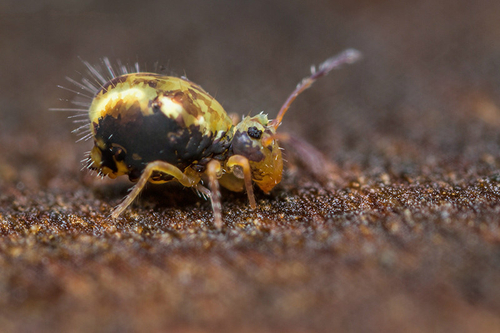 Male [i]Dicyrtomina saundersi[/i] on the underside of a fallen leaf. Staffordshire, December 2015.