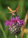 Small Skipper, head-on view, feeding on Knapweed, Seven Barrows
