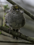 Golden-crowned Sparrow