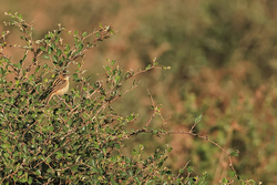 Zitting Cisticola perched in bush, Panna, Madhya Pradesh, India