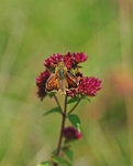 Silver-spotted Skipper