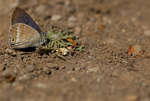 Long tailed Blue, Madeira