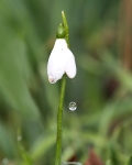 No.0002. Snowdrop