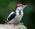 Great Spotted Woodpecker
