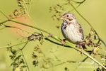 Corn Bunting 240612 10